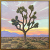 David Meikle - Mojave Joshua Tree (PLV91326B-1222-001)fr
